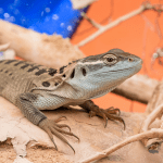 Read more about the article Lizard Research Legalities: A Parent’s Guide