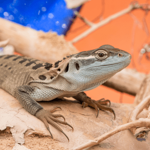 Read more about the article Lizard Research Legalities: A Parent’s Guide