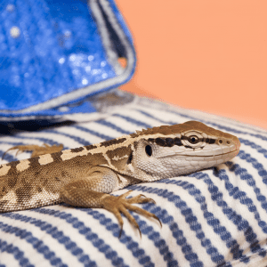 Read more about the article Lizard Sleep Monitoring System: A Parent’s Guide