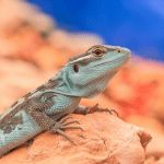 Read more about the article Lizard Vocalizations Life Stages: A Beginner’s Guide