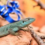 Read more about the article Lizard Watching Sites Asia: Family-Friendly Guide