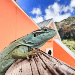 Read more about the article Lizard Watching Sites Asia: Family-Friendly Guide