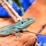 Read more about the article Lizard Watching Sites Asia: Family-Friendly Guide