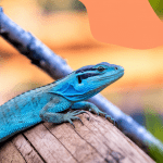 Read more about the article Lizard Watching Sites Asia: Family-Friendly Guide