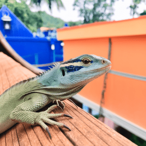 Read more about the article Lizard Watching Sites Asia: Family-Friendly Guide