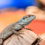 Read more about the article Lizards and Seasonal Changes: Parent’s Guide