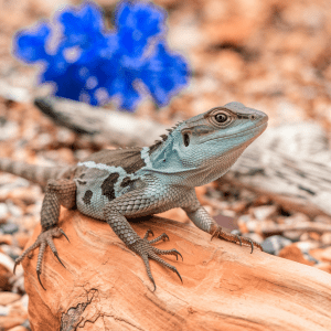 Read more about the article Lizards and Seasonal Changes: A Beginner’s Guide