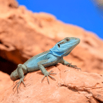 Read more about the article Sonoran Desert Lizard Expeditions: Family Adventure Guide