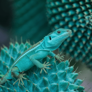 Read more about the article Sonoran Desert Lizard Expeditions: Family Adventure Guide