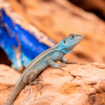 Read more about the article Sonoran Desert Lizard Expeditions: A Family’s Guide