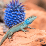 Read more about the article Sonoran Desert Lizard Expeditions: Ultimate Family Adventure