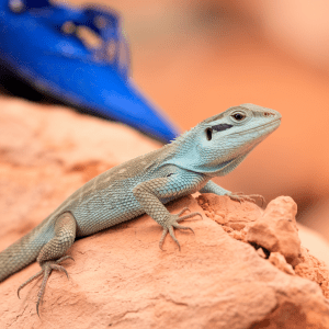 Read more about the article Sonoran Desert Lizard Surveys: Family Adventure Guide