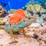 Read more about the article Barrier Reef Lizard Conservation Guide