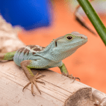 Read more about the article Everglades Lizards Recovery Program: Family-Friendly Guide