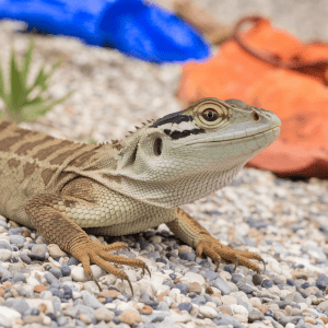 Read more about the article Lizard Research Legalities: Parent’s Guide