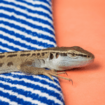 Read more about the article Lizard Sleep Monitoring System: A Parent’s Guide