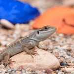 Read more about the article Lizard Vocalizations Life Stages: A Parent’s Guide