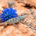 Read more about the article Lizards in Sonoran Desert: Family Guide