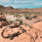 Read more about the article Lizards in Sonoran Desert: A Family Guide