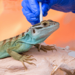 Read more about the article Pet Lizard Abscess Treatment: Ultimate Guide