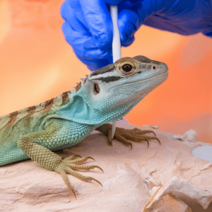 Read more about the article Pet Lizard Abscess Treatment: Ultimate Guide