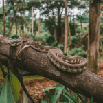 Read more about the article Asian lizard encounters Family Tips