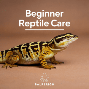Read more about the article Beginner Reptile Care For Travel