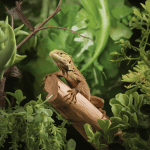 Read more about the article Central America lizard guide Trips