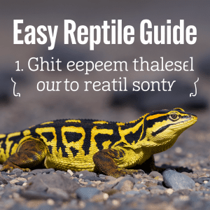 Read more about the article Easy Reptile Guide For Family Trips
