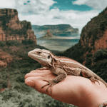 Read more about the article Family Lizard Trekking: Easy Guide