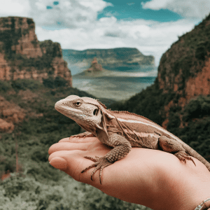 Read more about the article Family Lizard Trekking: Easy Guide