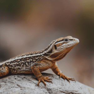 Read more about the article Family Lizard Watching Guide