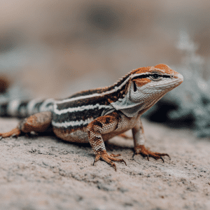 Read more about the article Lizard Housing Guide: Travel Tips