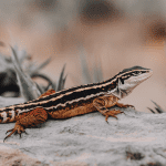 Read more about the article Kids Lizard Encounters Travel Guide