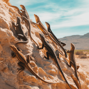 Read more about the article Lizard guide families roam Bulgaria