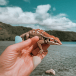 Read more about the article Lizard-Safe Destinations Top Tips