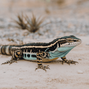 Read more about the article Lizards Central America Family Tips