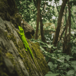 Read more about the article Lizard safety tips Keep Kids Safe