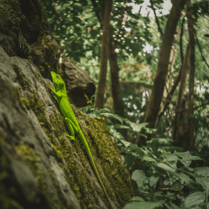 Read more about the article Lizard safety tips Keep Kids Safe
