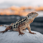 Read more about the article Travel Lizard Tips: Family Fun